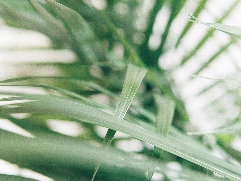 Lait infantile sans huile de palme, le bon choix pour votre bébé